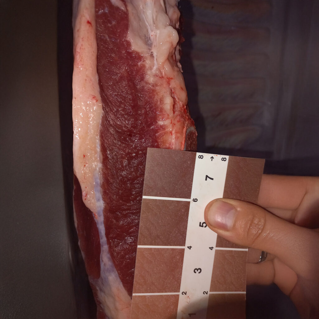 Farbeinstufung von Kalbfleisch kalb-farbeinstufung