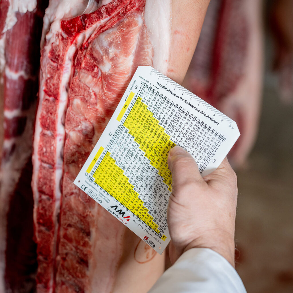 Messung Muskelfleischanteil bei Schweineschlachtkörpern mittels Messkarte muskelfleischanteil-schwein